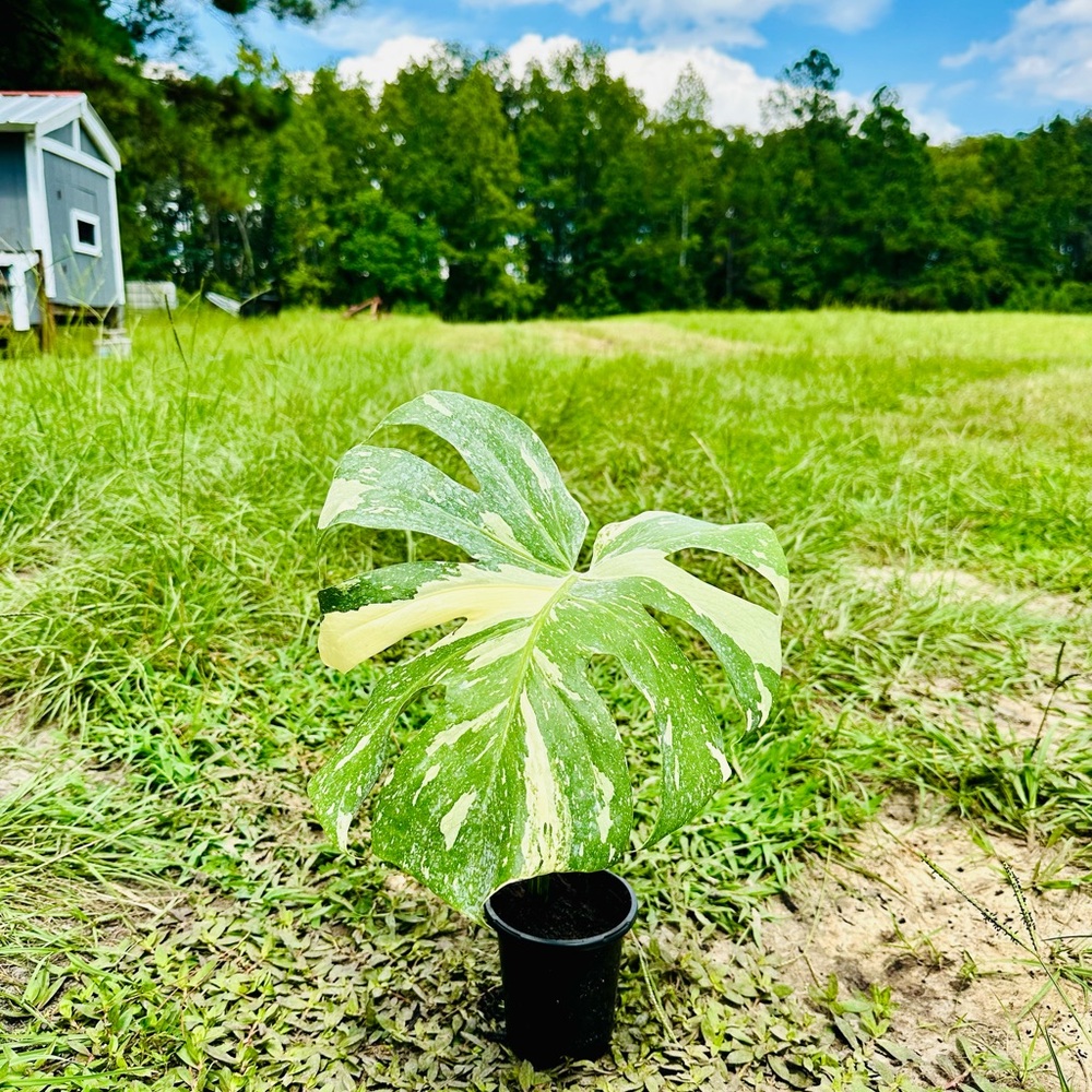 Thai Constellation Crème Brûle